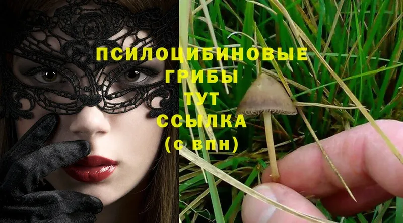 Псилоцибиновые грибы Magic Shrooms Александровск